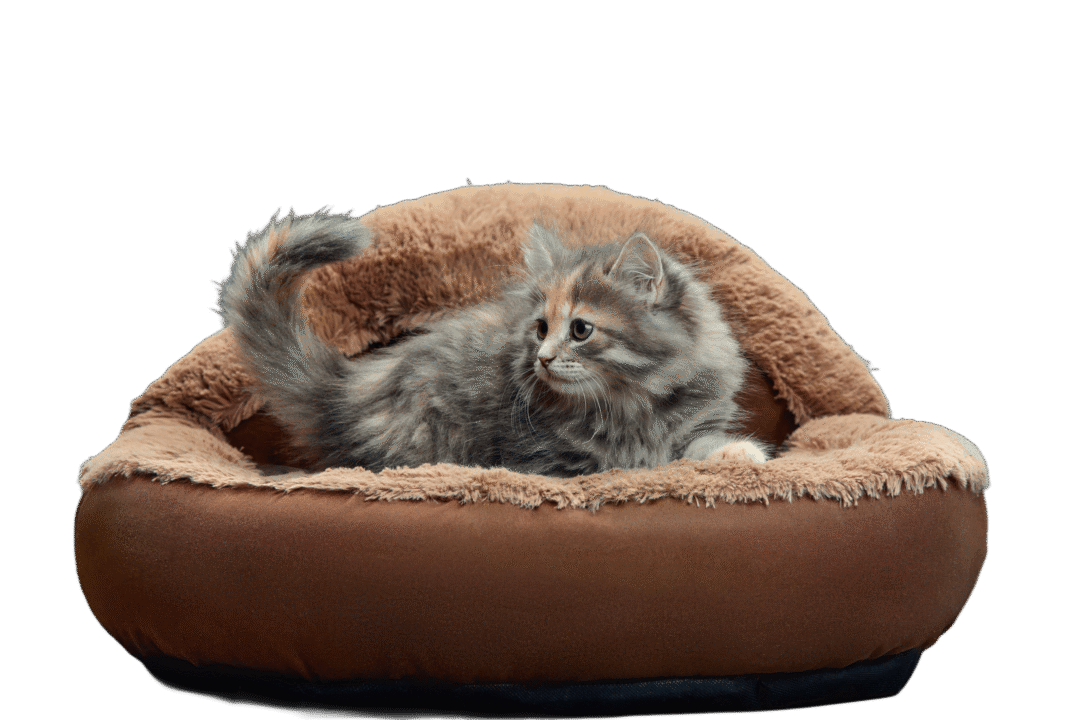 Accessoire chat Alpha Miaou - image produit boutique féline en ligne