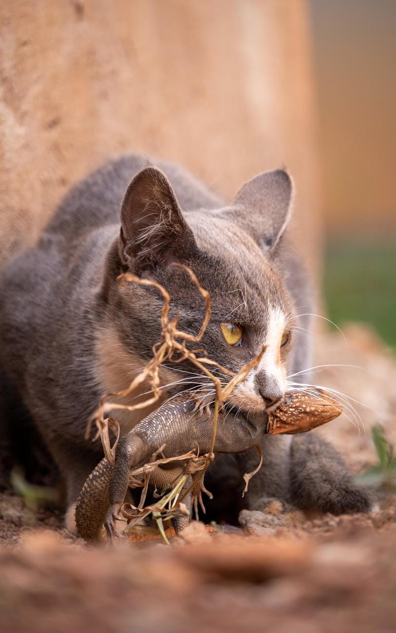 a cat holding a lizard in its mouth
