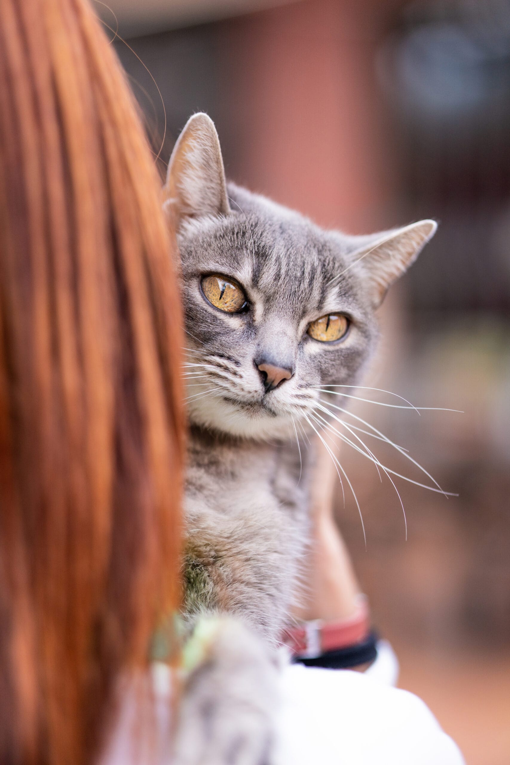Femme tenant son chat dans les bras - relation humain-félin affectueuse