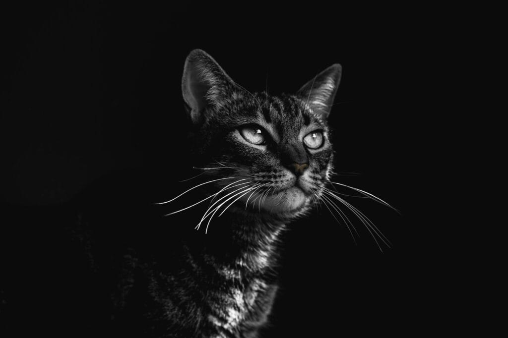 selective focus photography of black tabby cat