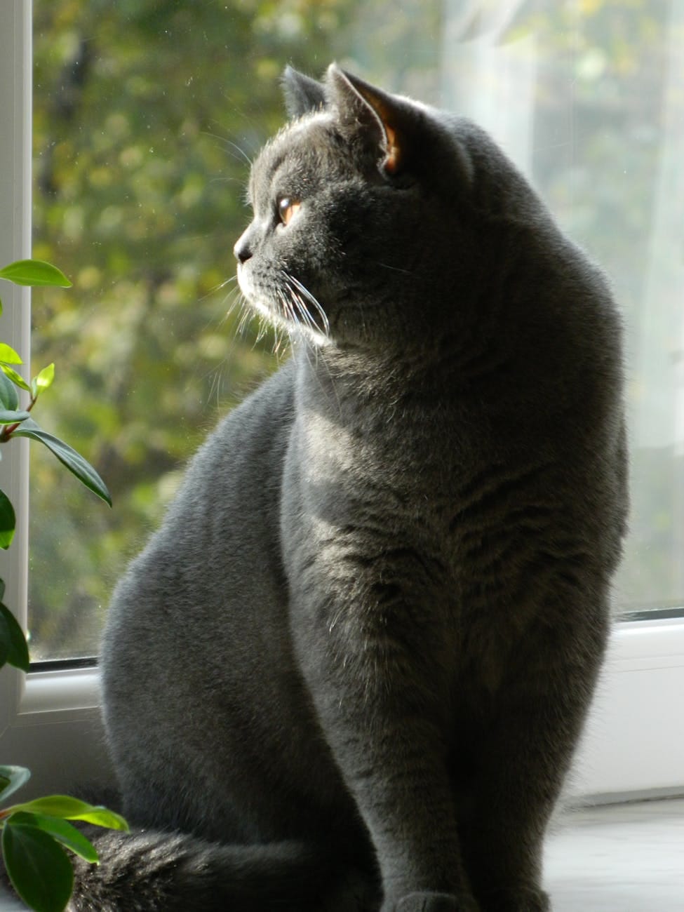 grey british shorthair cat by window in sunlight