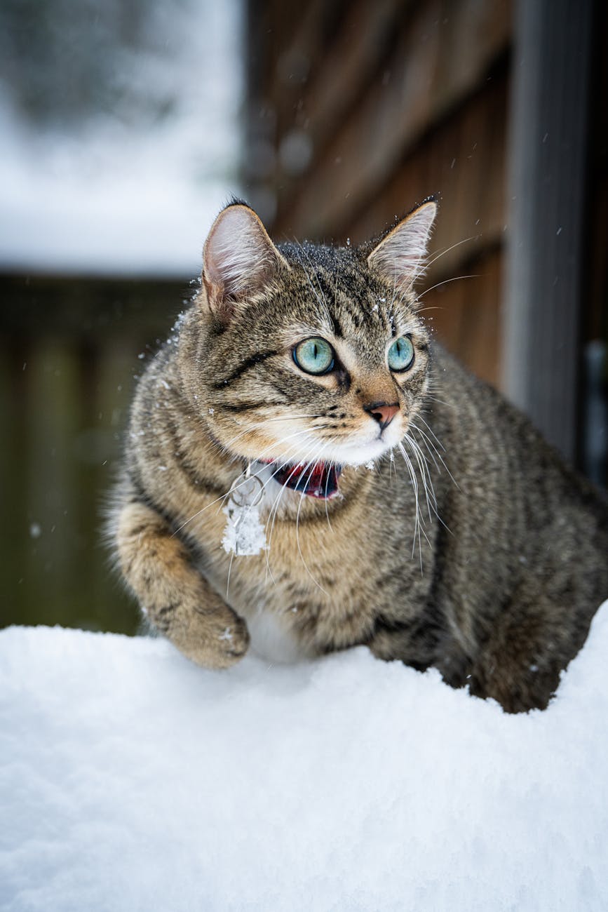 tabby cat on snow