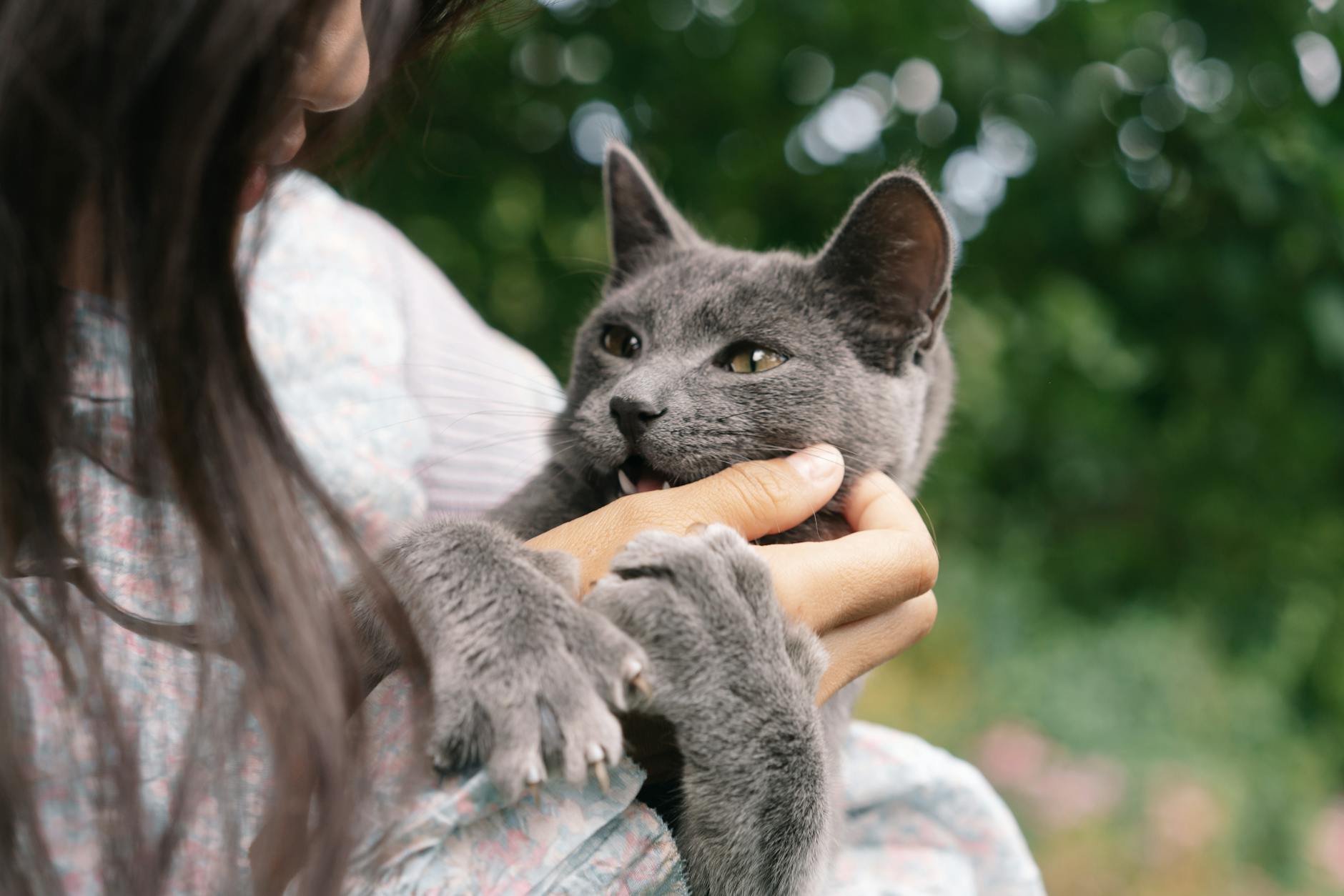 gray cat playing with girl s hand
