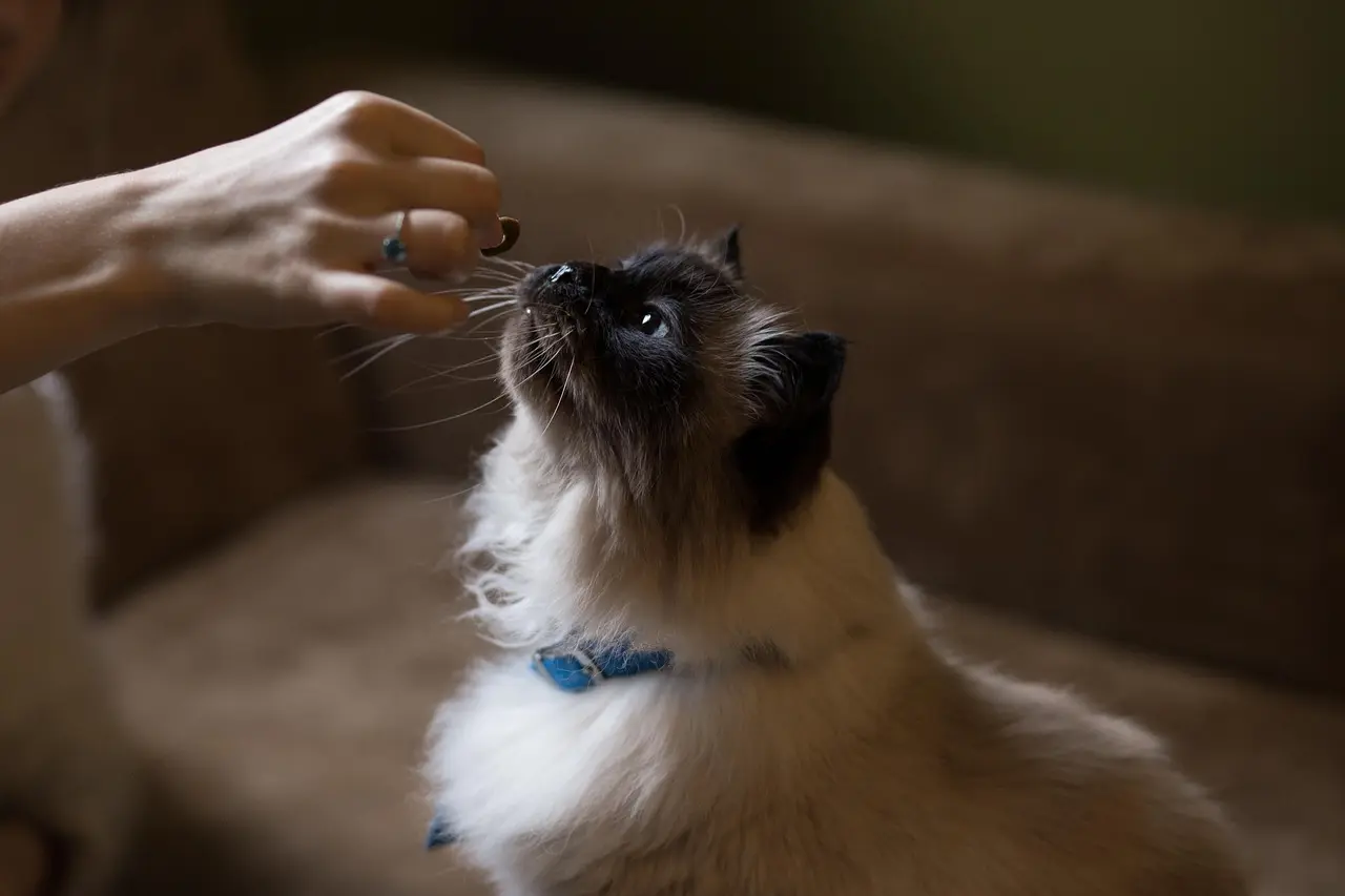 Chat nourriture