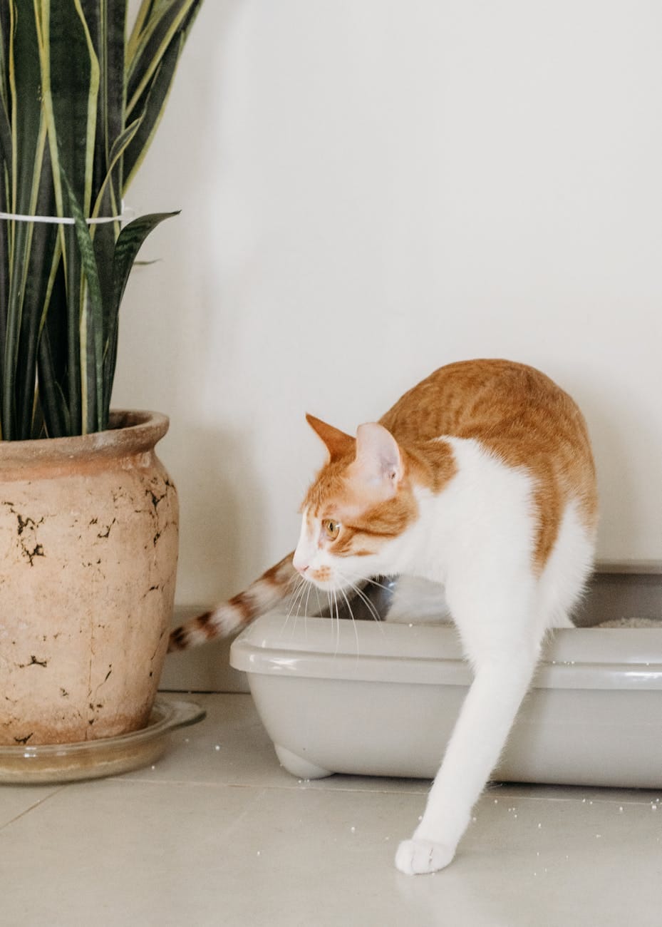 Chat sortant d'une litière en appartement - Solution odeur litière appartement