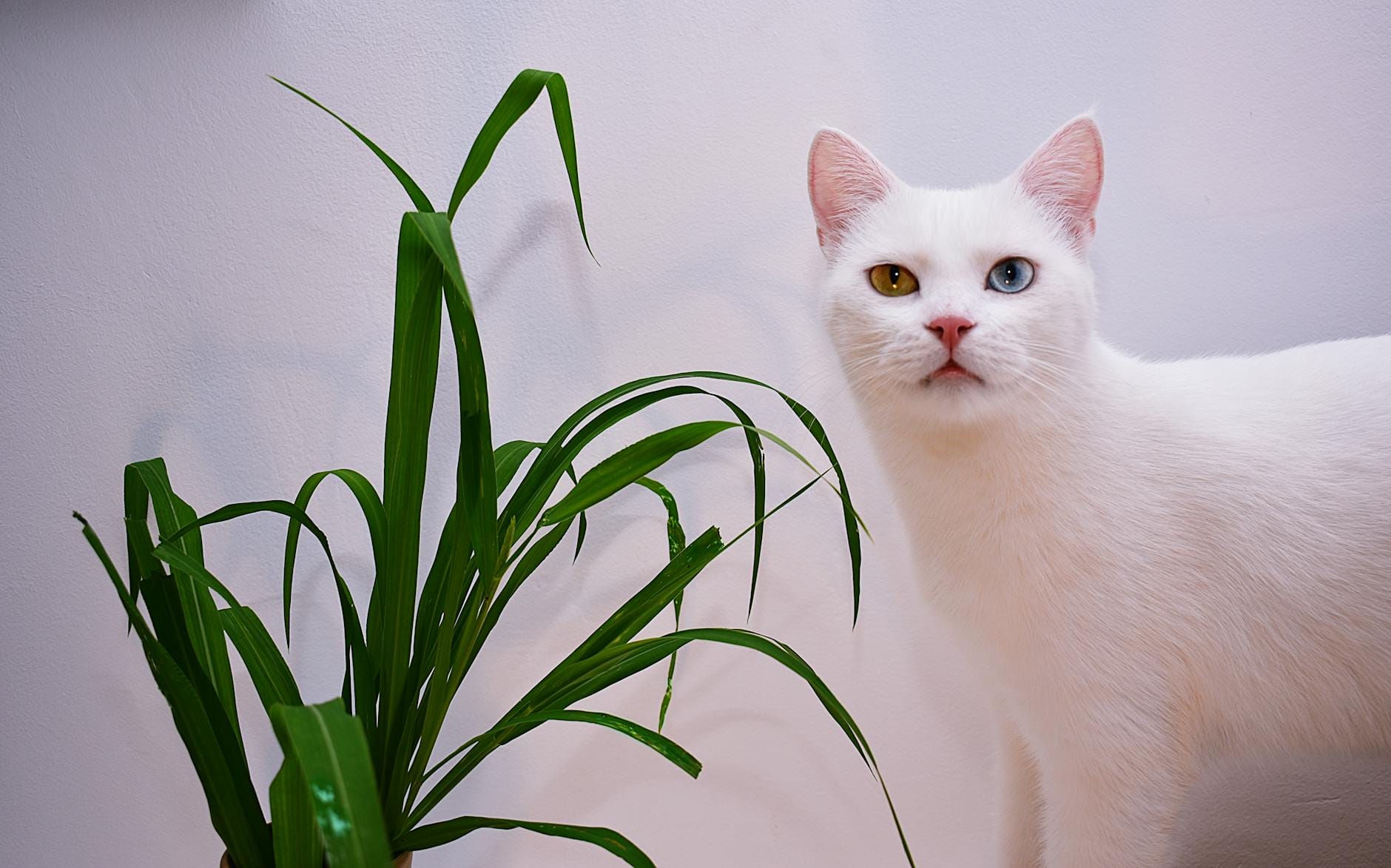 cat beside a plant