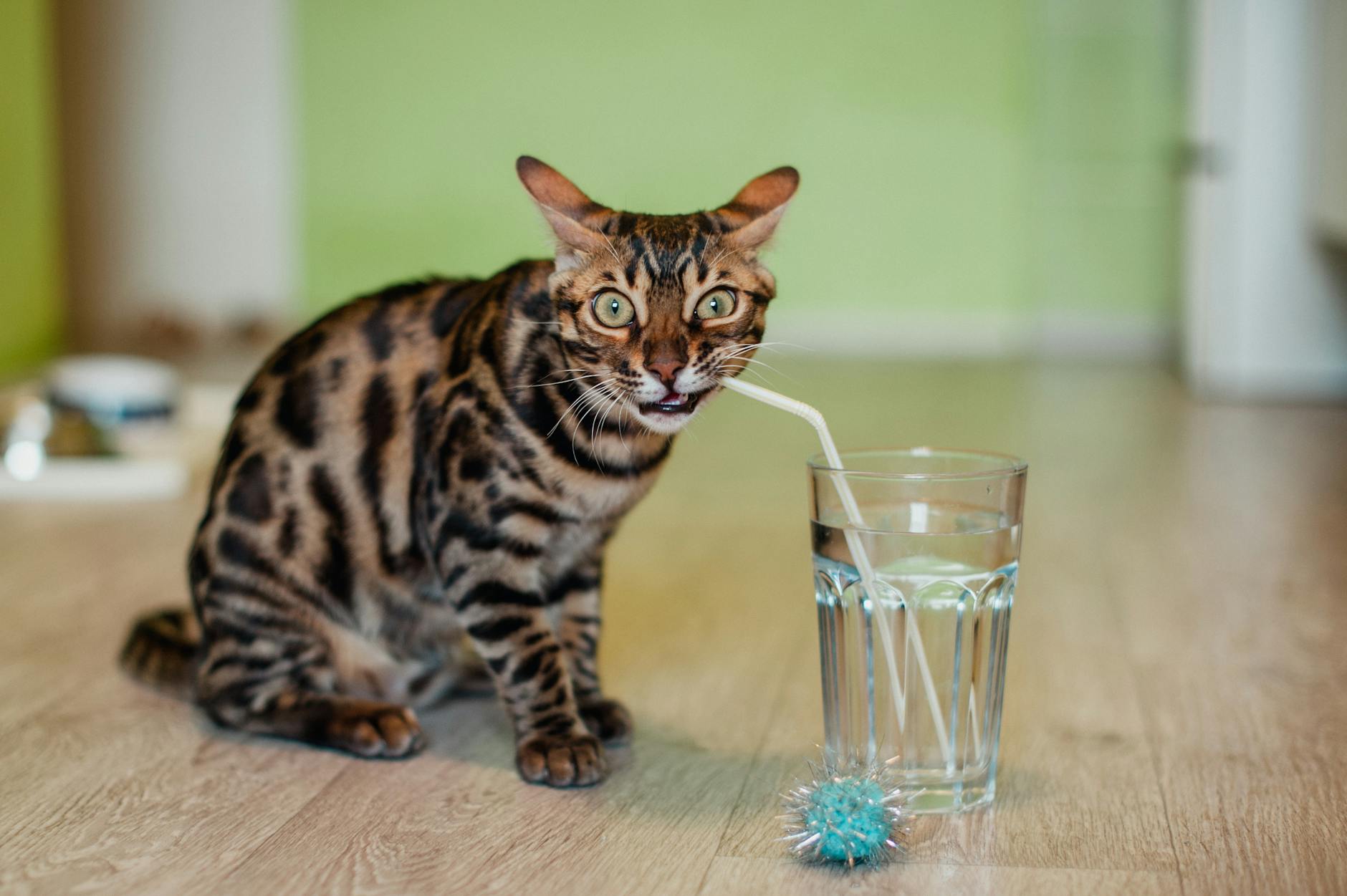 cat drinking water with straw