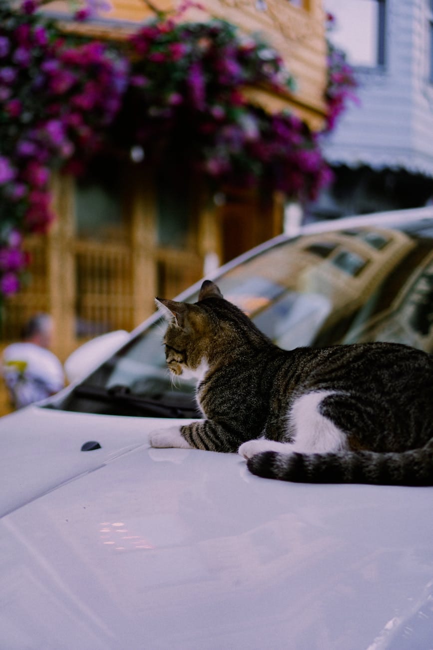 cat lying down on car