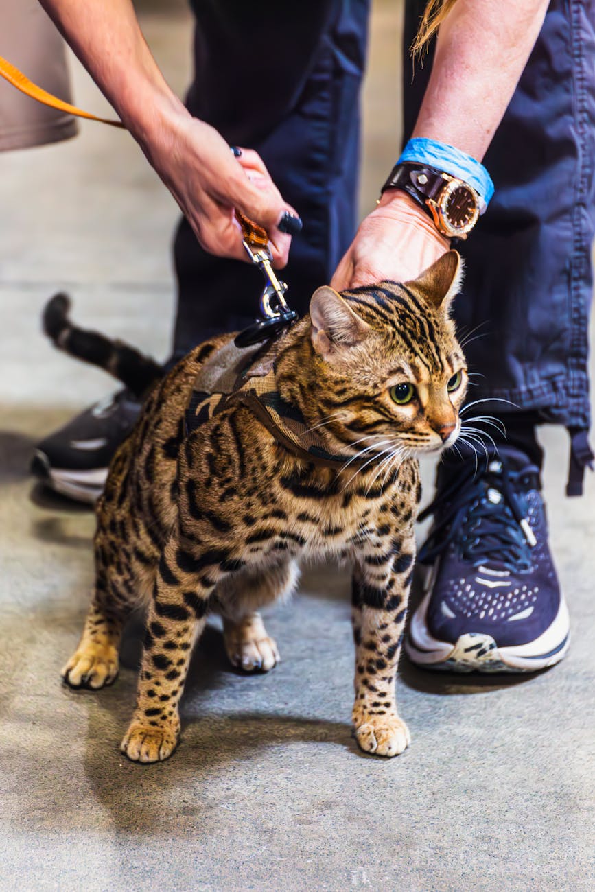bengal cat on leash at indoor event