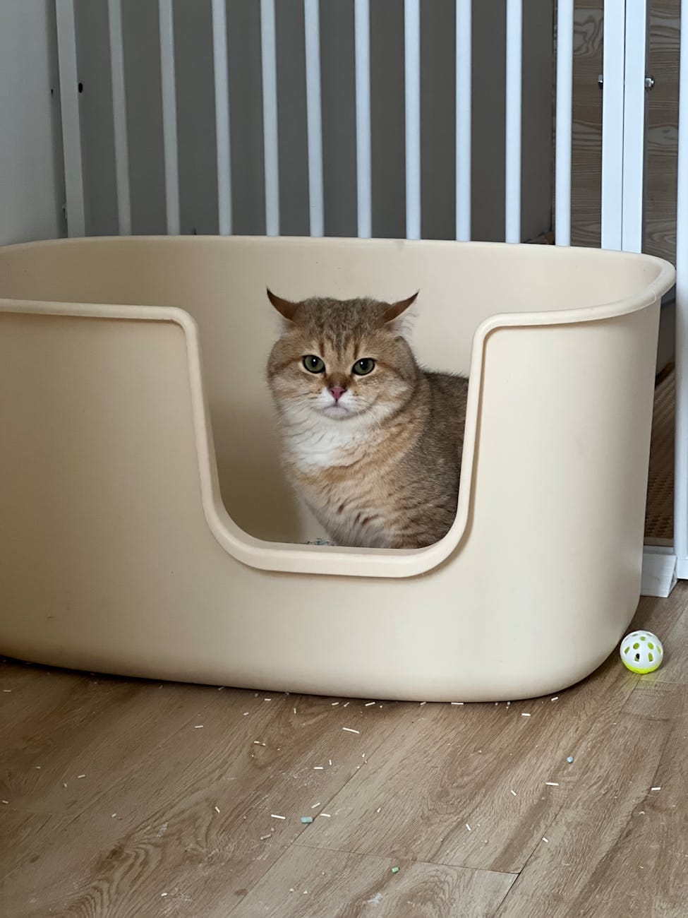 Chat dans sa litière - Guide pour placer litière chat appartement