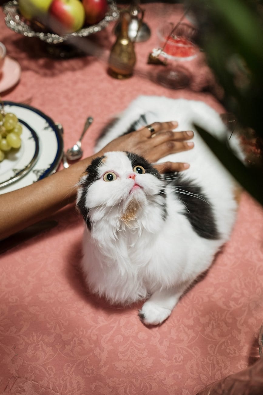 Chat stressé caressé par une personne - signes de stress chez le chat