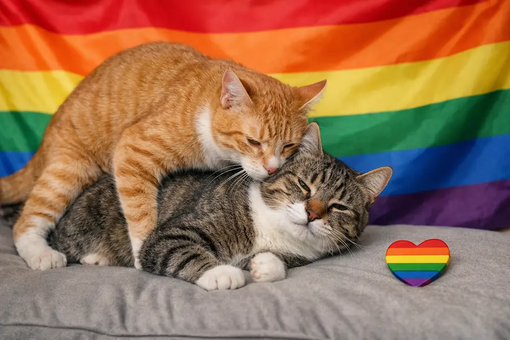 Chat-gay