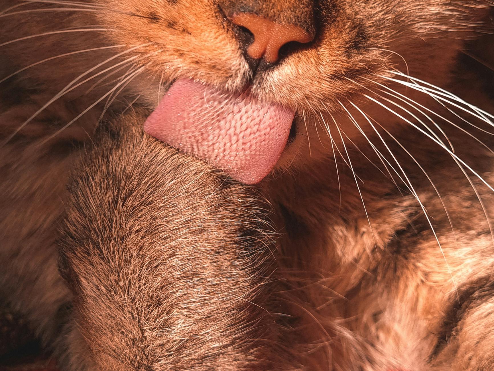close up shot of a tongue of a cat