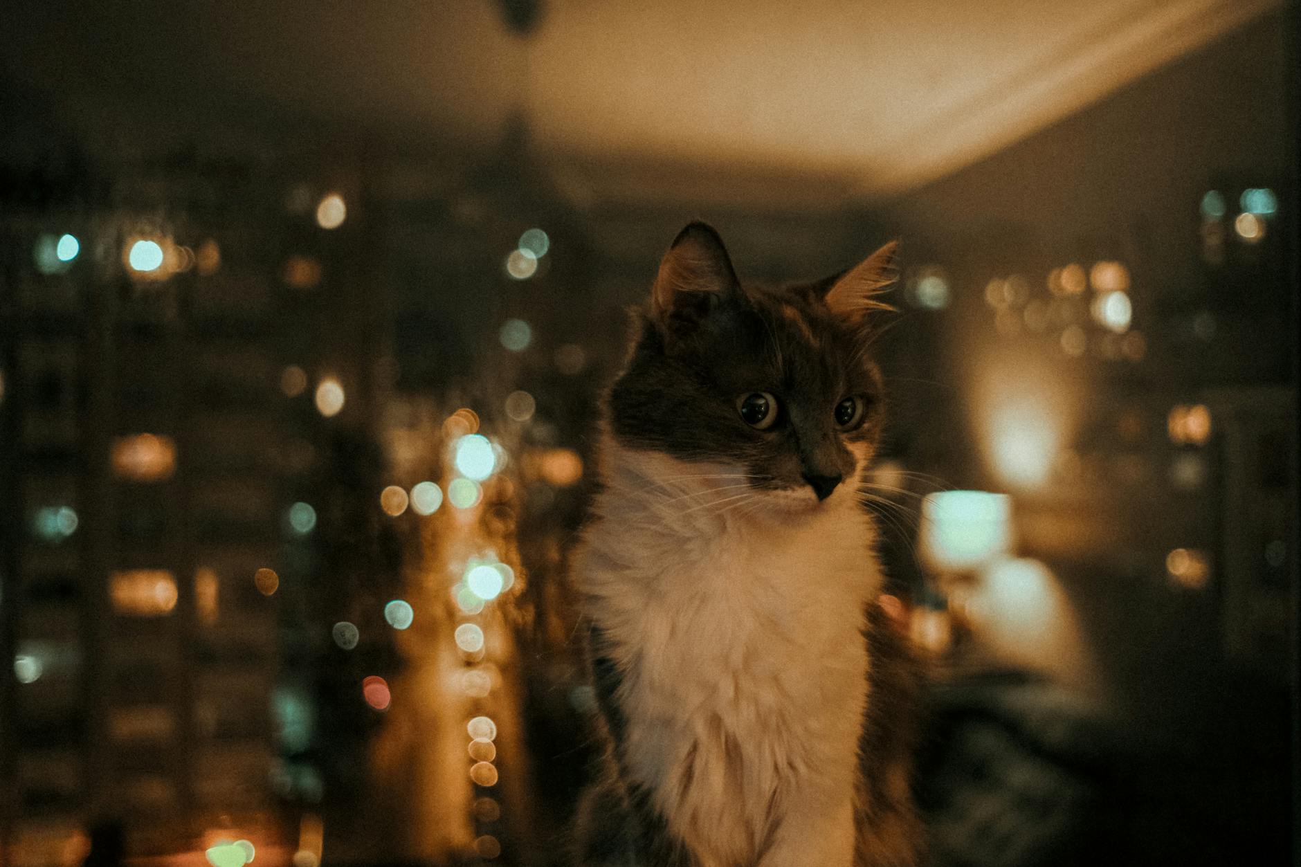 close up photo of an adorable feline