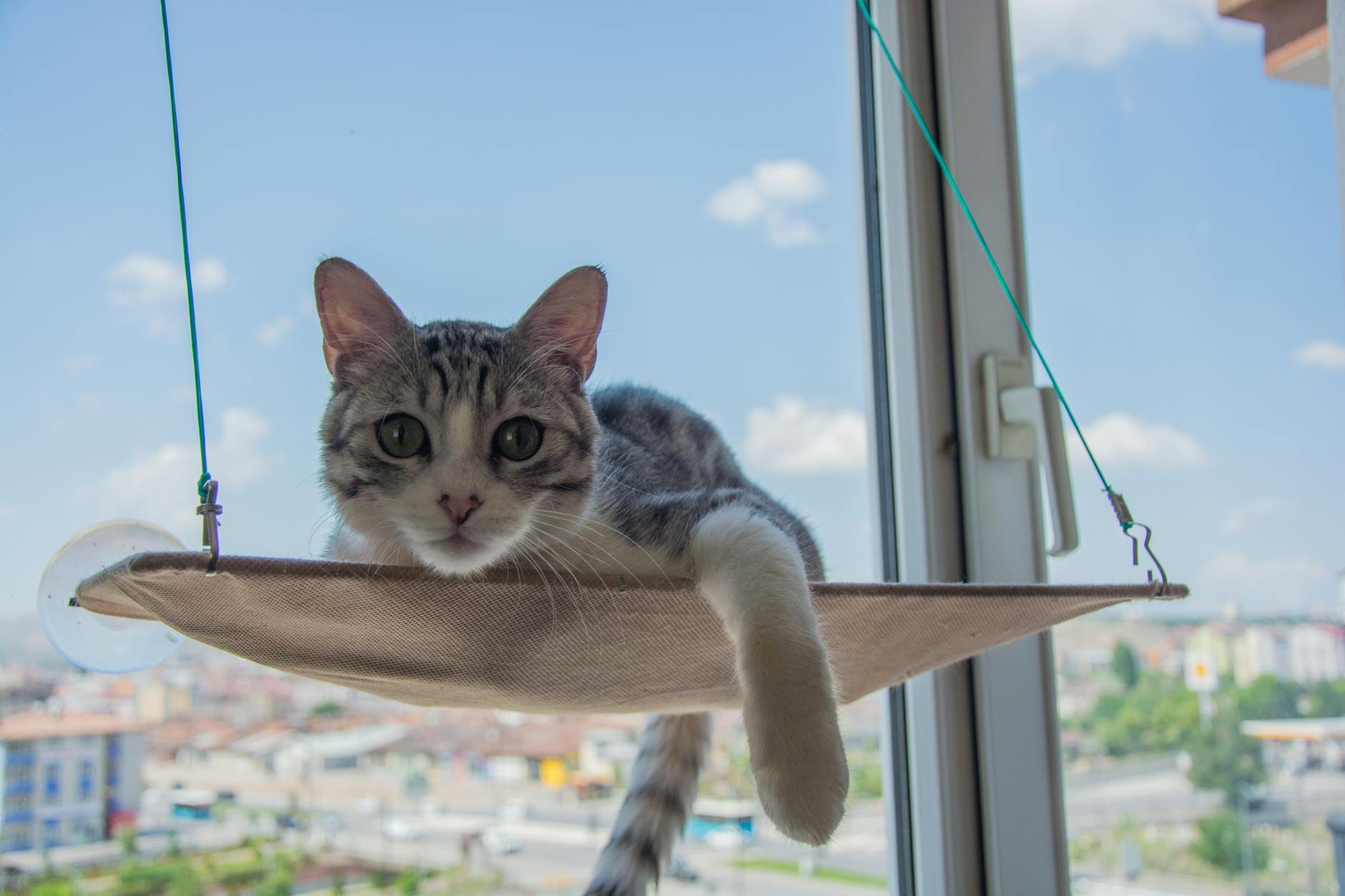 Chat sur un hamac pour chat de fenêtre