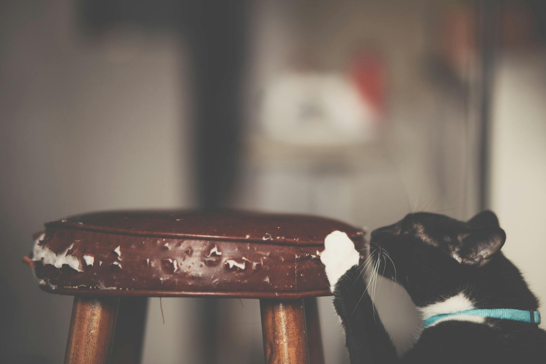 close up photo of cat scratching the stool