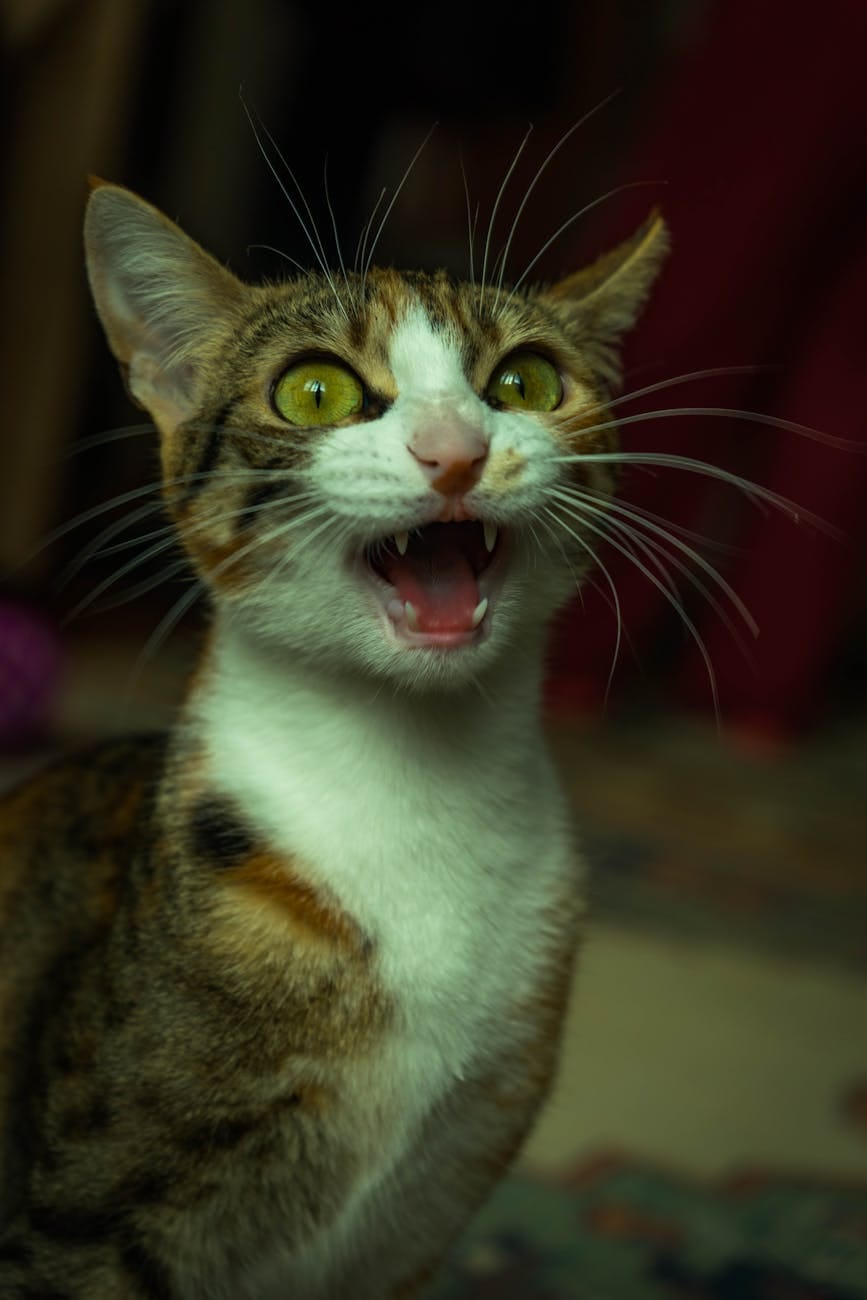 photo of cat