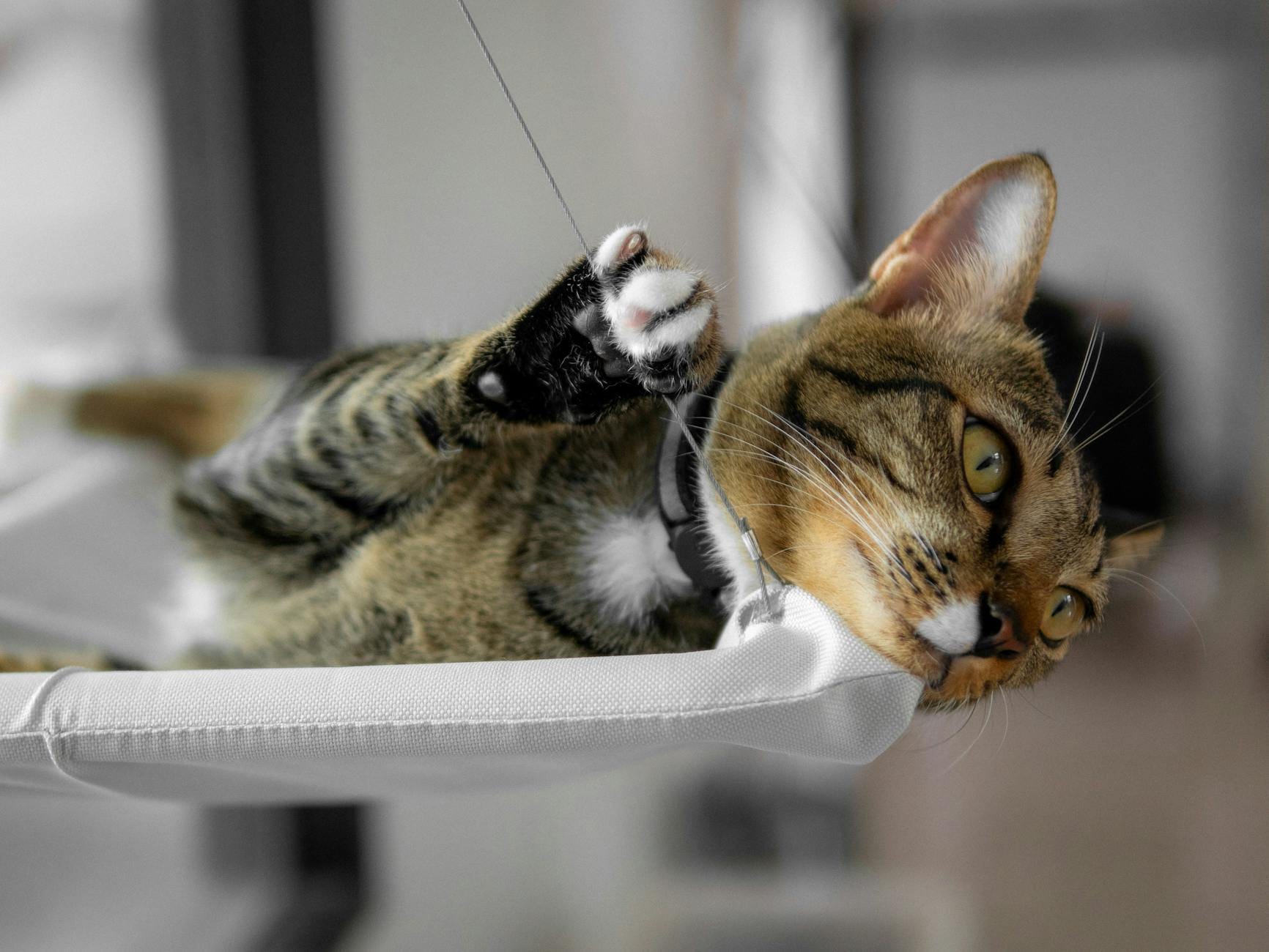 chat en appartement sur hamac de fenêtre - bien-être félin
