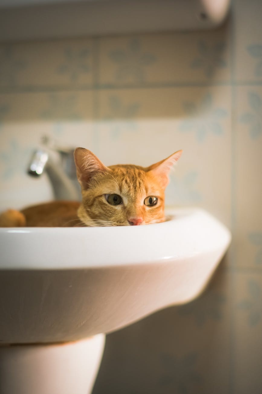 ginger cat laying in a washbasin