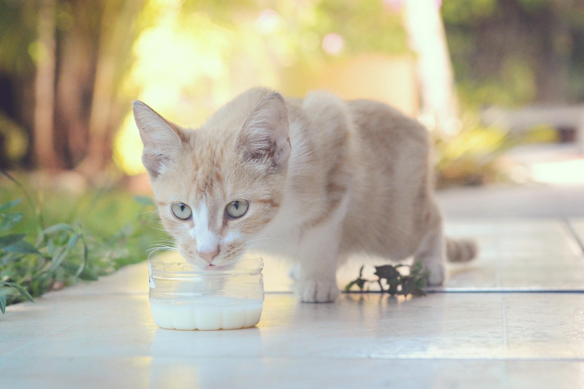 chaton buvant du lait pour chat - intolérance au lactose chez les félins
