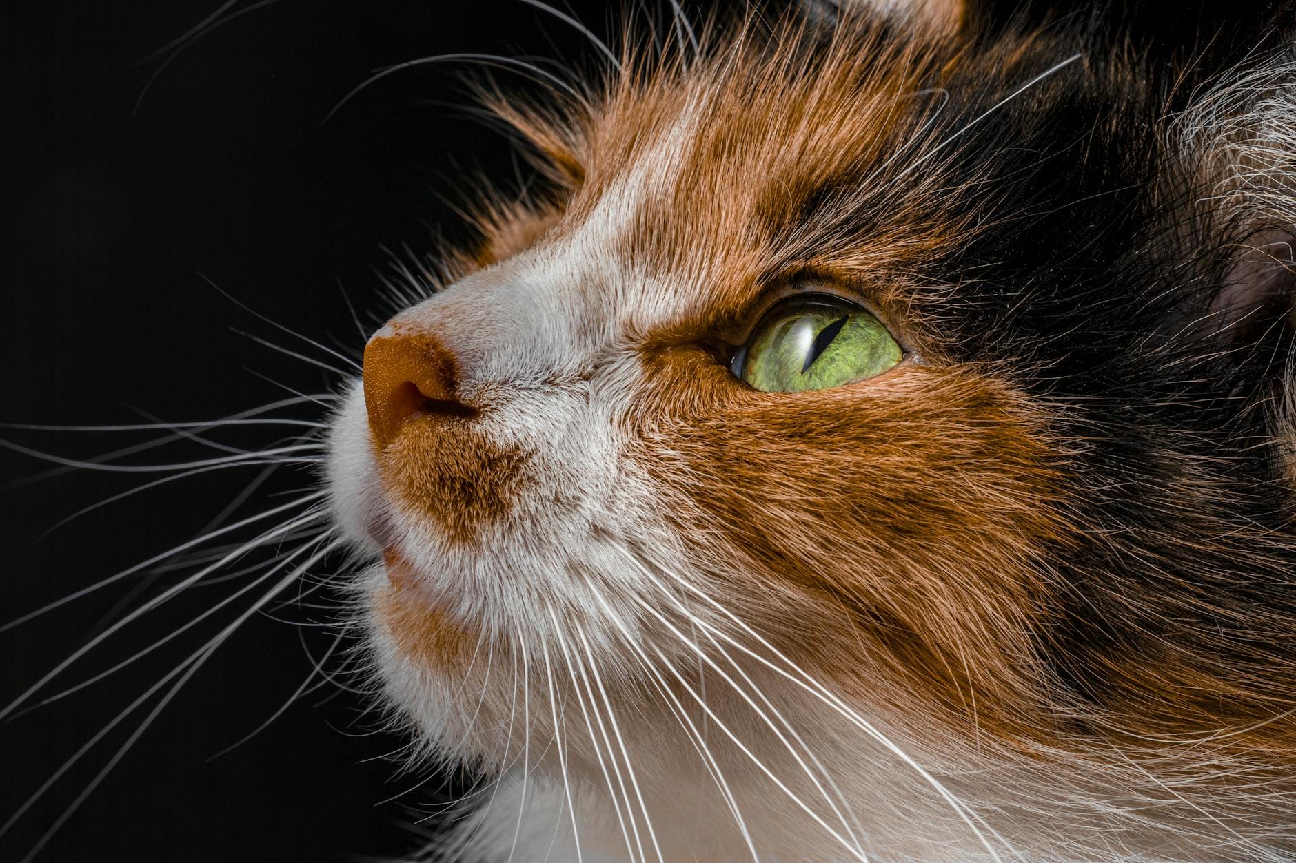 close up portrait of a calico cat with green eyes