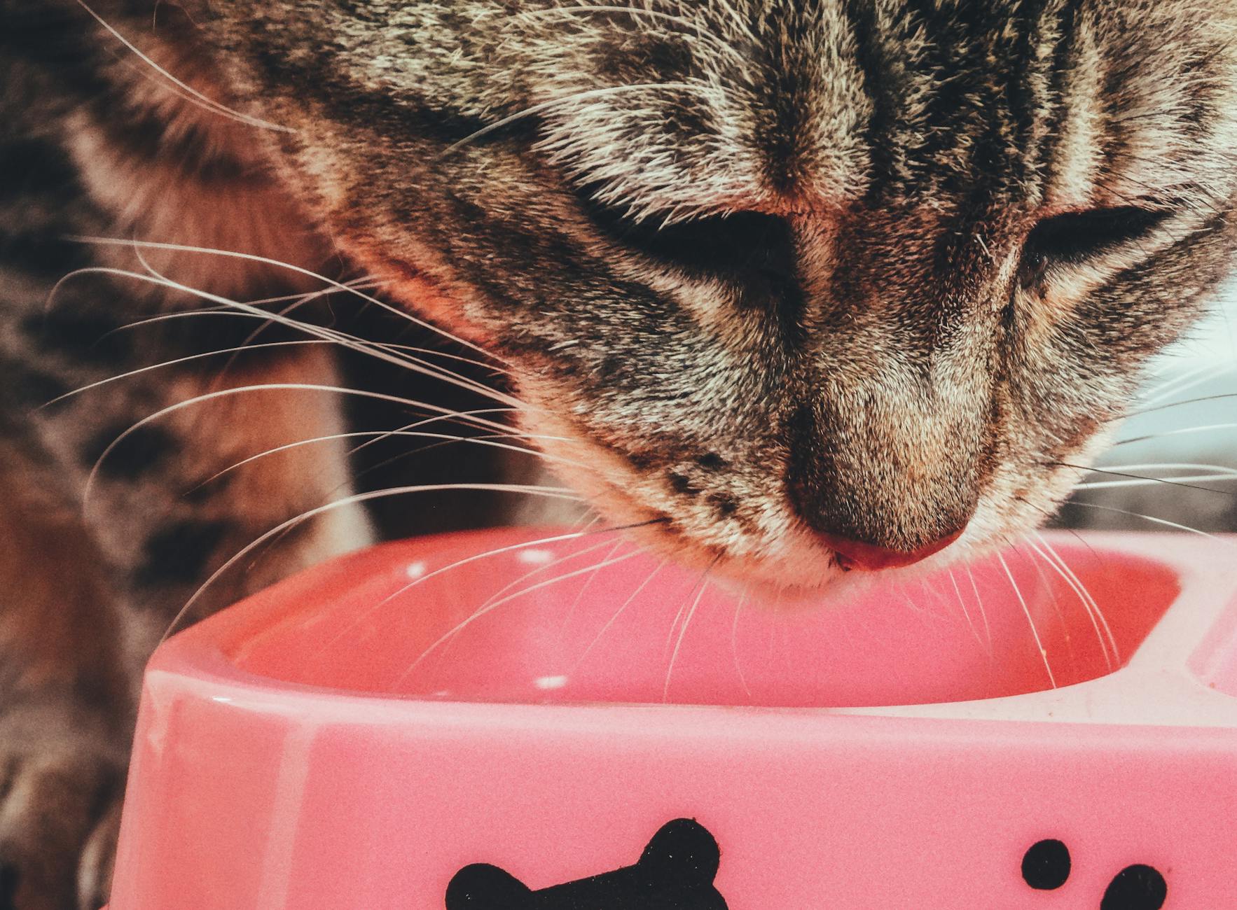 close up shot of a cat