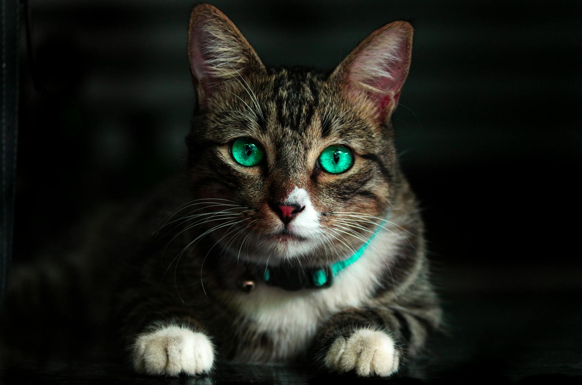 Chat qui vieillit aux yeux verts regardant la caméra