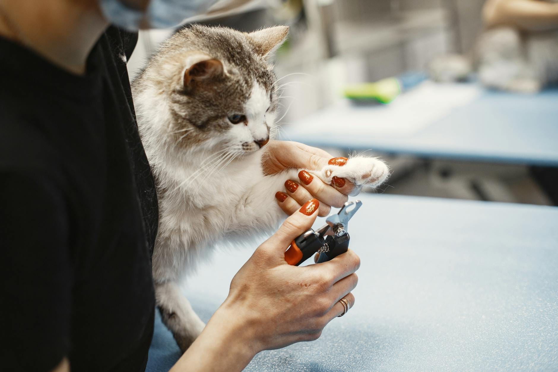 couper les griffes de son chat méthode douce