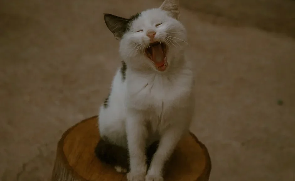Comment rendre mon chat heureux ? — Comment rendre mon chat heureux ?