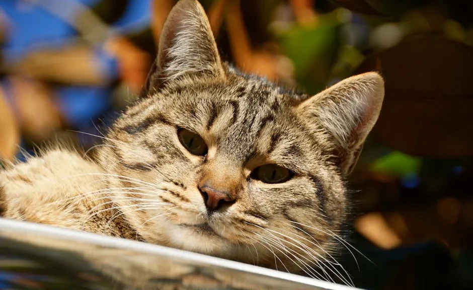 Comment rendre mon chat heureux ? — Comment rendre mon chat heureux ?