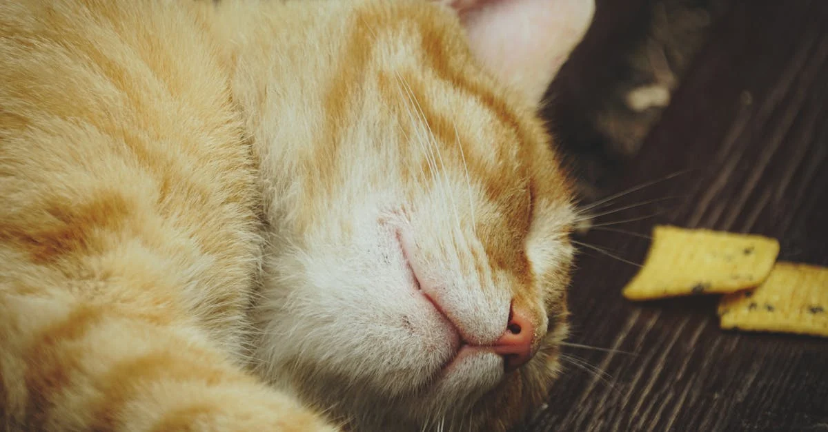 Comment rendre mon chat heureux ? — Comment rendre mon chat heureux ? 10 conseils pour son bien-être