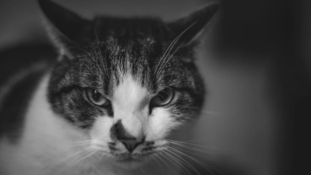 Mon chat m'attaque la nuit — Mon chat m'attaque la nuit
