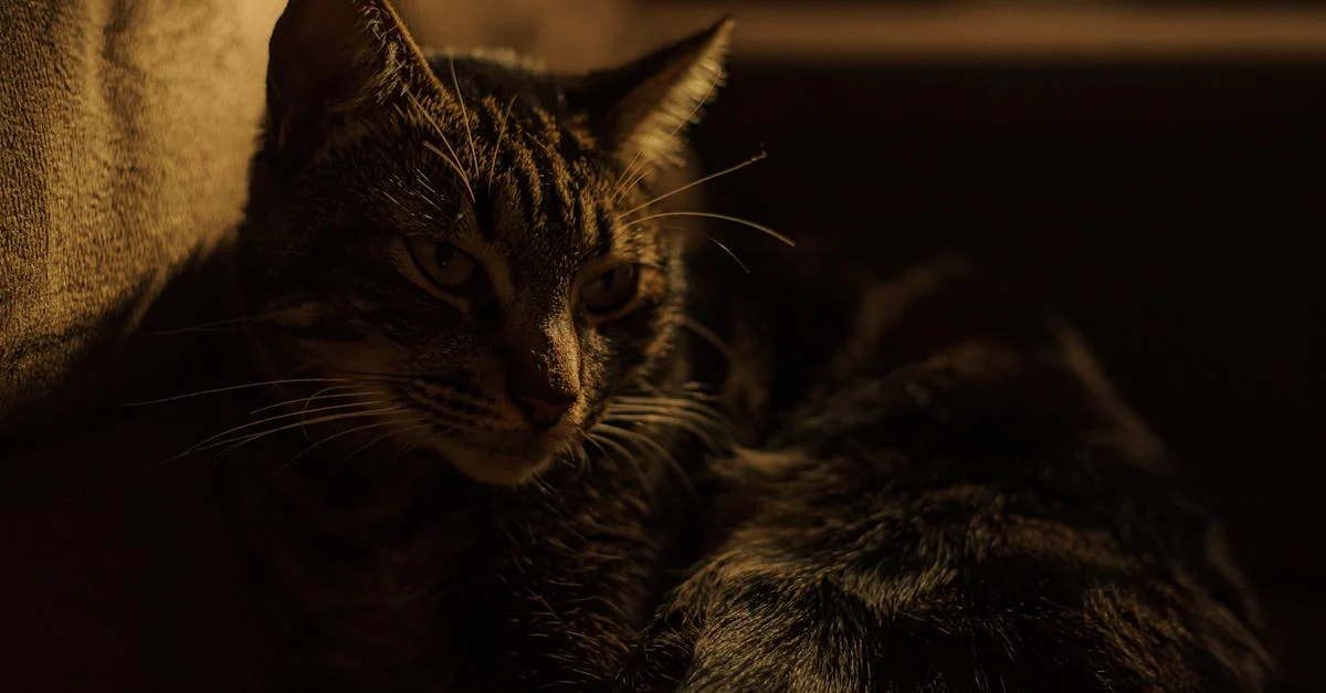 Mon chat m'attaque la nuit — Comprendre les comportements nocturnes de votre chat