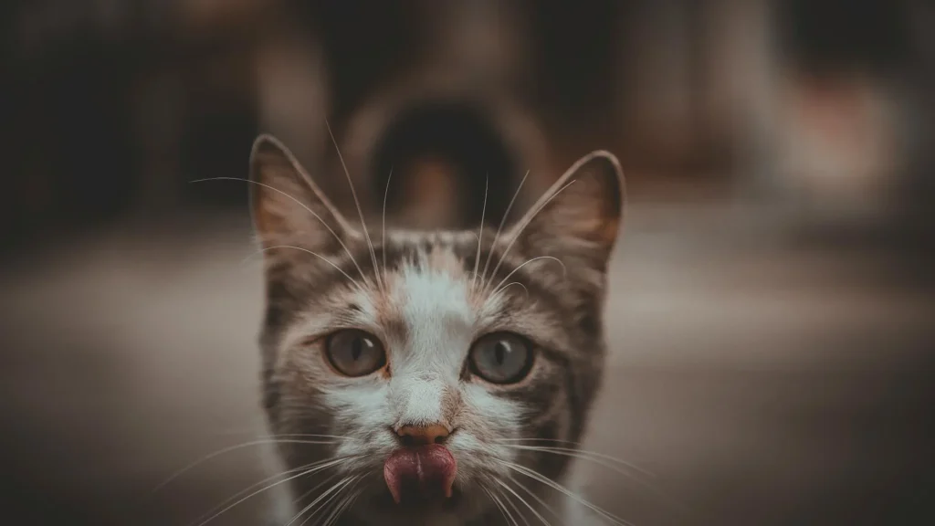 Mon chat ne mange plus, que faire ? — Mon chat ne mange plus, que faire ?