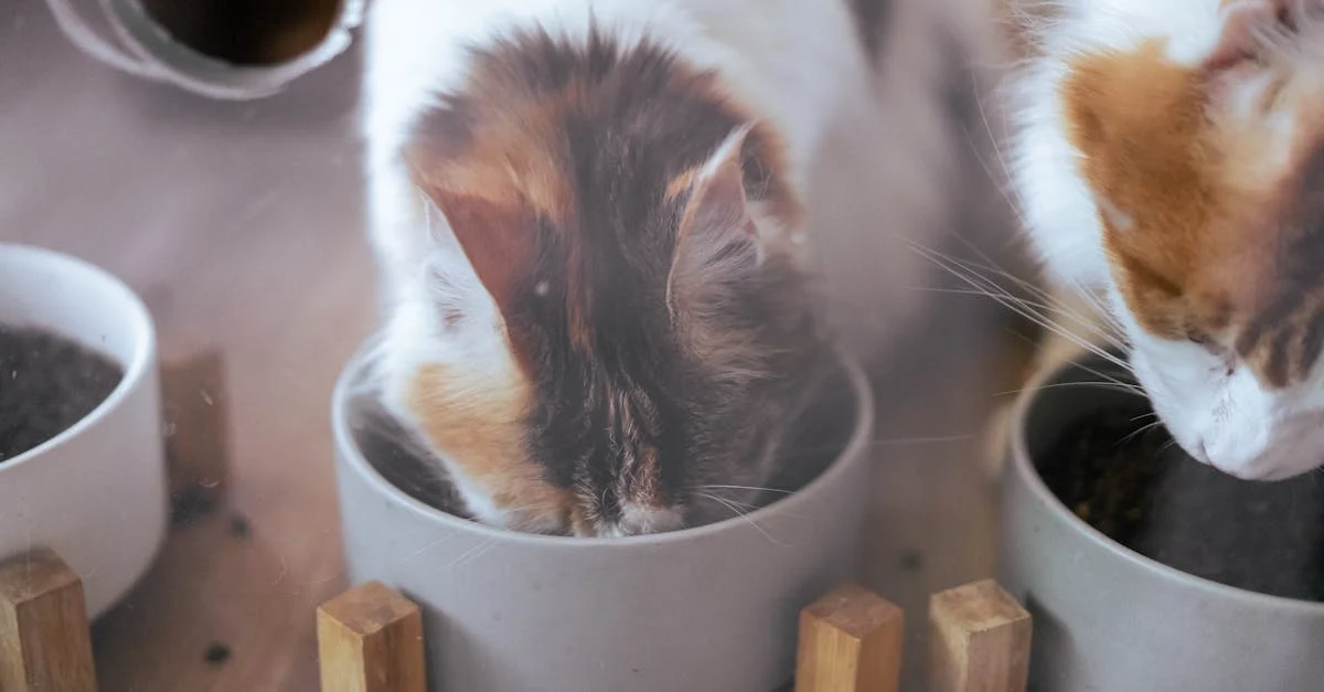 Mon chat ne mange plus, que faire ? — Que faire quand mon chat ne mange plus ? Guide complet