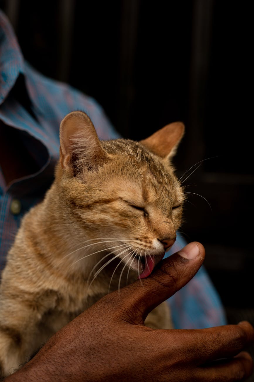cat licking hand