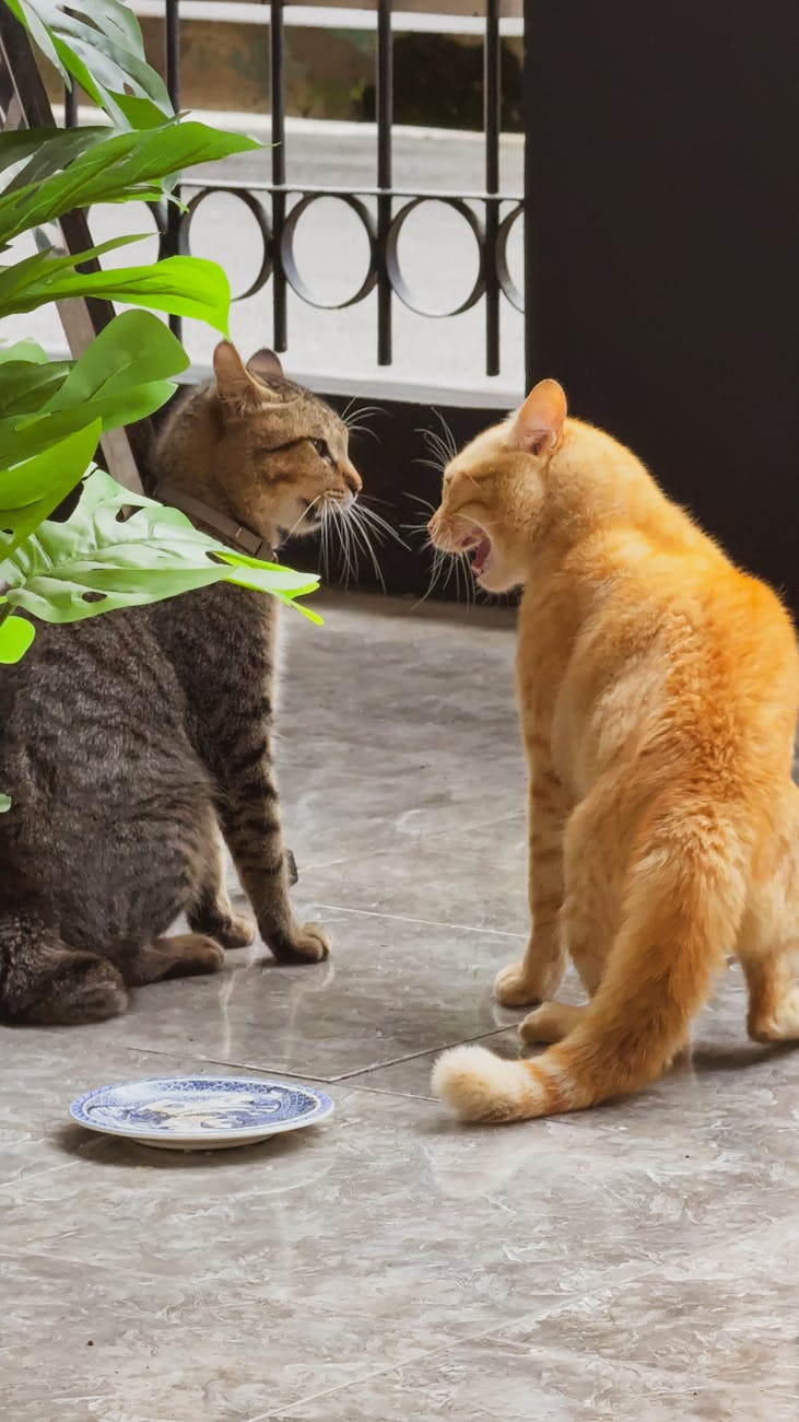 two cats in a playful standoff indoors
