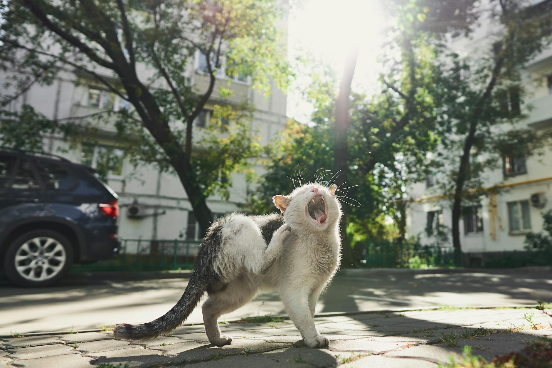 a cat scratching its body on concrete floor