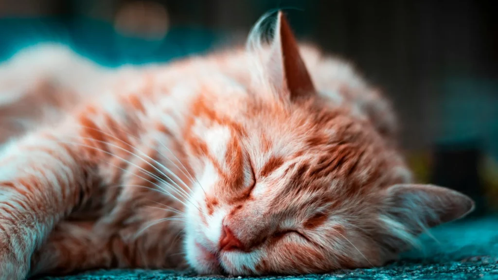 pourquoi mon chat dort tout le temps ?! — pourquoi mon chat dort tout le temps ?!
