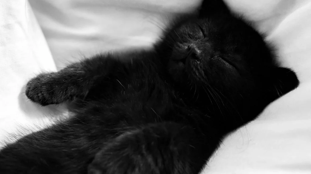 pourquoi mon chat dort tout le temps ?! — pourquoi mon chat dort tout le temps ?!