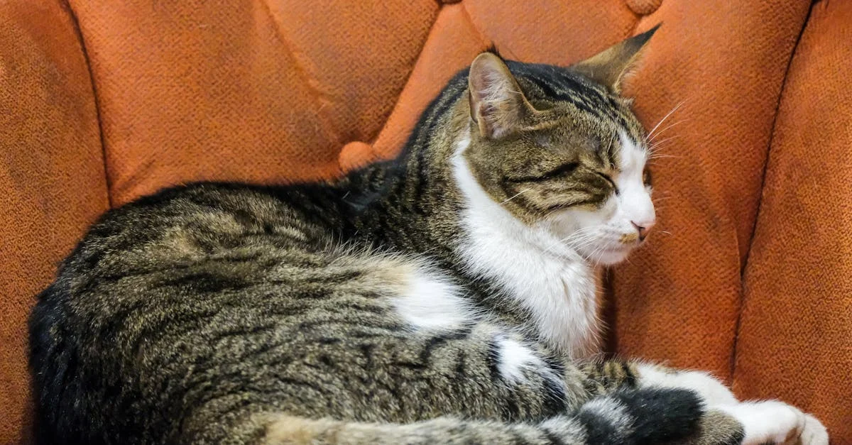 pourquoi mon chat dort tout le temps ?! — Découvrez pourquoi votre chat semble être un expert du sommeil