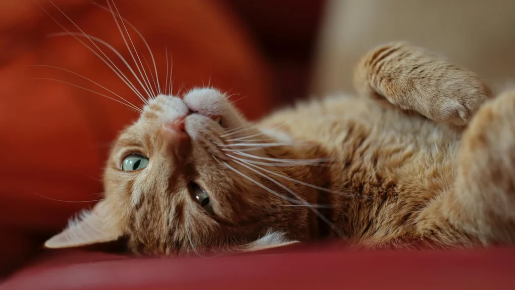 pourquoi mon chat se couche sur moi ? — pourquoi mon chat se couche sur moi ?