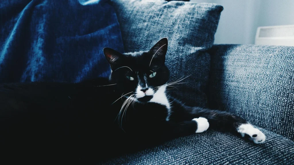 pourquoi mon chat se couche sur moi ? — pourquoi mon chat se couche sur moi ?