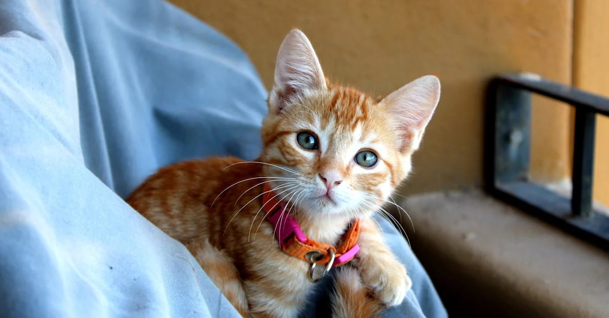 pourquoi mon chat se couche sur moi ? — Pourquoi votre chat se couche sur vous : décryptage d'un comportement fascinant