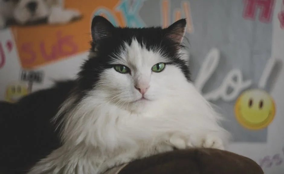 signes que mon chat est heureux — signes que mon chat est heureux