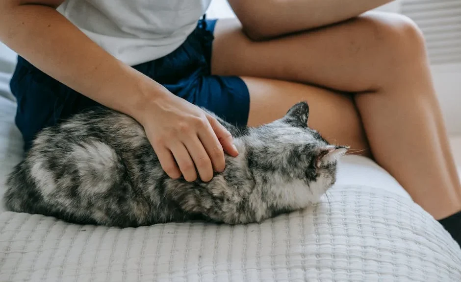 signes que mon chat est heureux — signes que mon chat est heureux