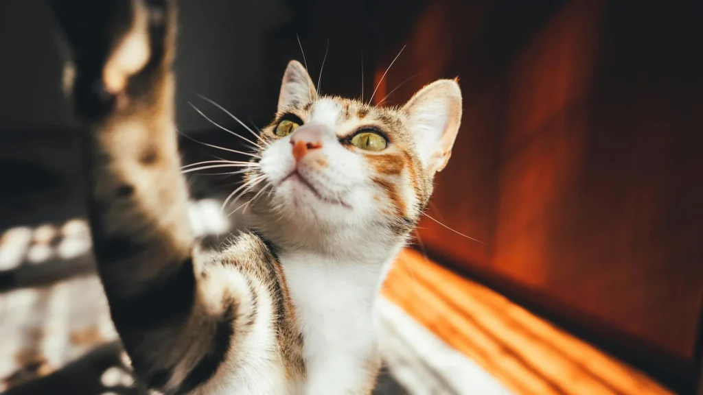 Un chat vient de le griffer dans la rue, que faire ? Un chat vient de le griffer dans la rue, que faire ? — Un chat vient de le griffer dans la rue, que faire ?