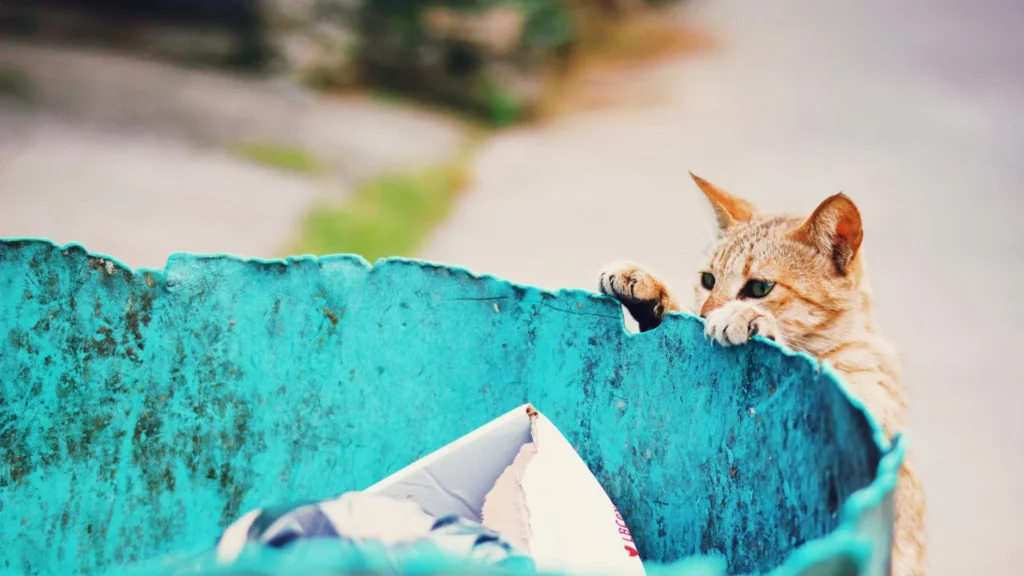 Un chat vient de le griffer dans la rue, que faire ? Un chat vient de le griffer dans la rue, que faire ? — Un chat vient de le griffer dans la rue, que faire ?