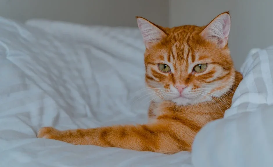 bicarbonate litiere pour chat — bicarbonate litiere pour chat