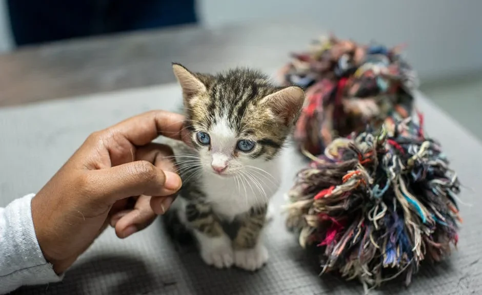 chat adoption paris : les meilleurs site pour adopter ! — chat adoption paris : les meilleurs site pour adopter !
